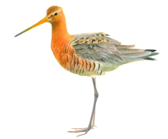 grutto_ElwinvdKolk_600x510_crop.jpg